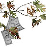 Money Tree