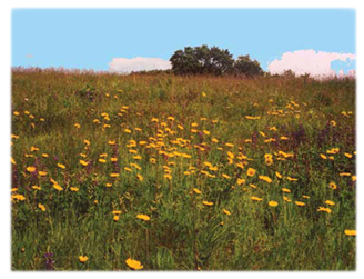 field of flowers