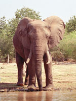 Elephant