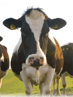 Cow