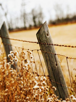 Fence