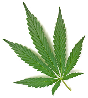 marijuana plant