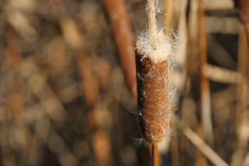 Cattail