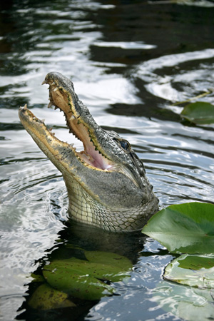 crocodile