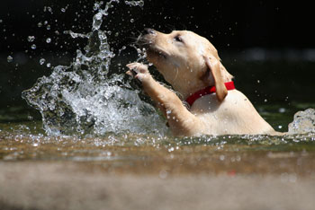 Swimming dog