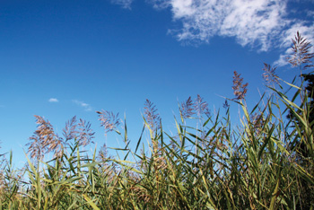 Prairie and sky