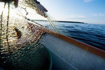 fishing net