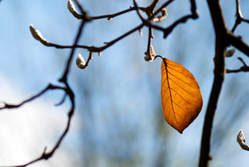 Leaf on a tree