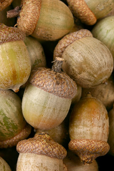 acorns