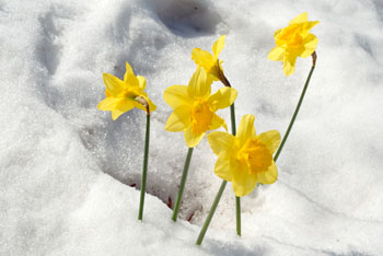 flowers in snow