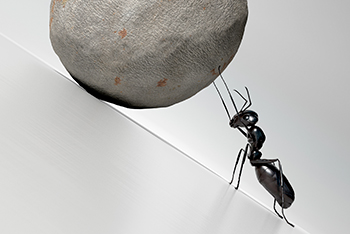 ant pushing a boulder