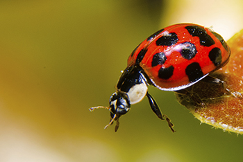 lady bug