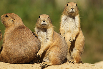 prairie dogs