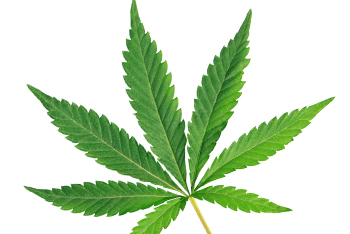 marijuana leaf