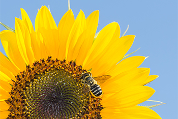 Sunflower with bee