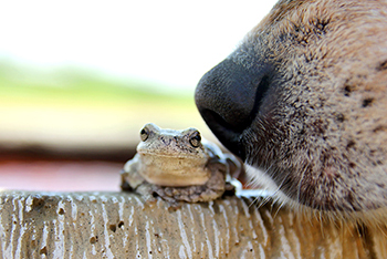 dog sniffing a toad