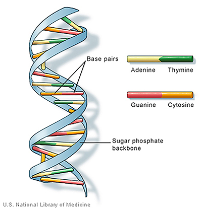 Figure 1: Chemical Structure of DNA