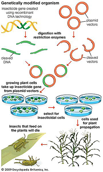 Figure 2: General Overview of DNA Modifications and the  Creation of Genetically Modified Organisms