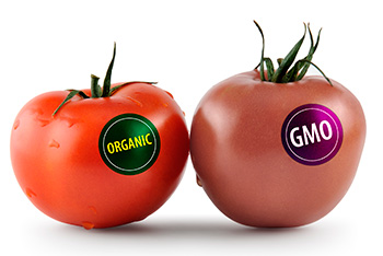 organic and GMO tomatos