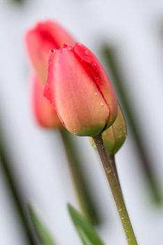 tulip flowers