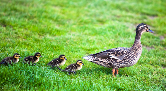 Mother duck and chicks