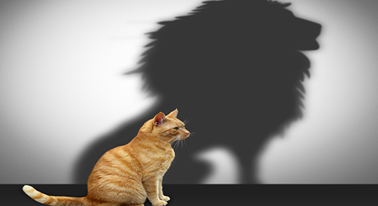 cat with lion shadow