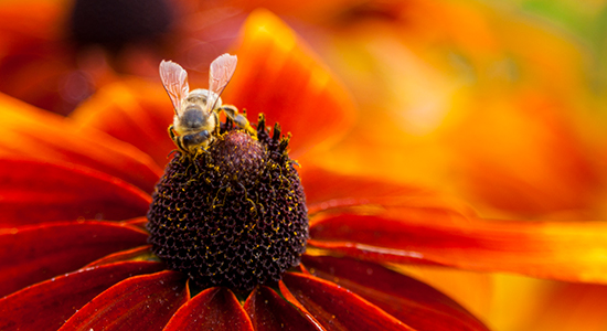 bumble bee on a flower