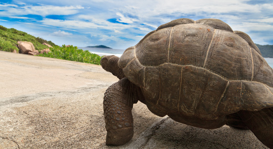 slow walking tortoise