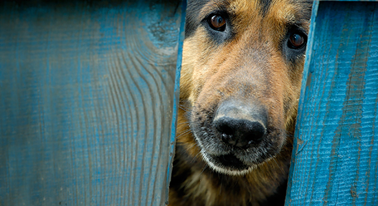 guard dog behind fence