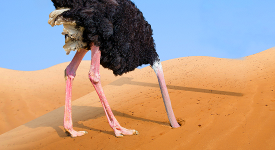 ostrich with head in hole