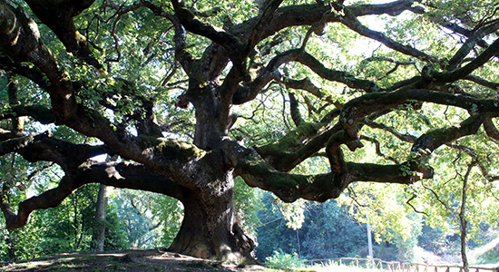 large tree