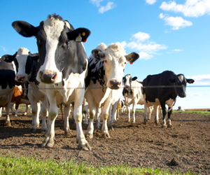 Court hears clash between livestock   facility law   and local authority to   regulate water   quality