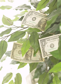 Money Tree