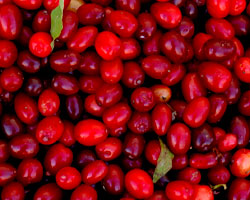 Cranberry