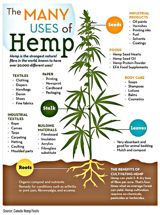 Many uses of hemp