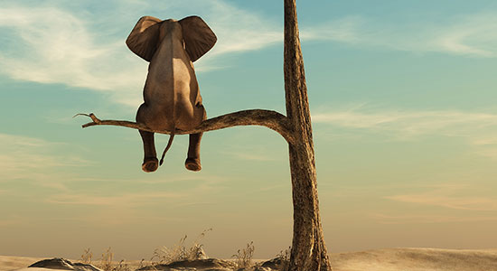 elephant on tree branch