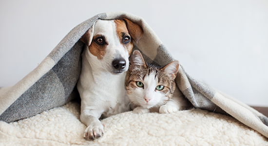 dog and cat in bed