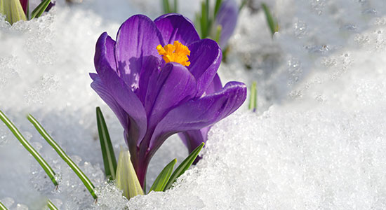 flower in the snow