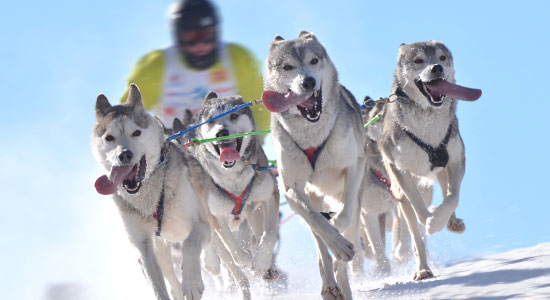 dog sled racing