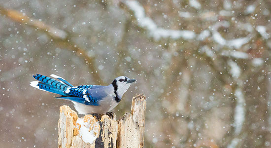 bluejay bird in winter