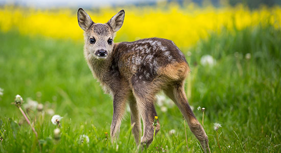 baby deer