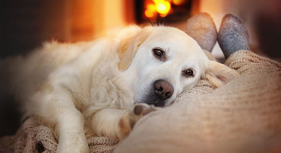 Dog laying on person