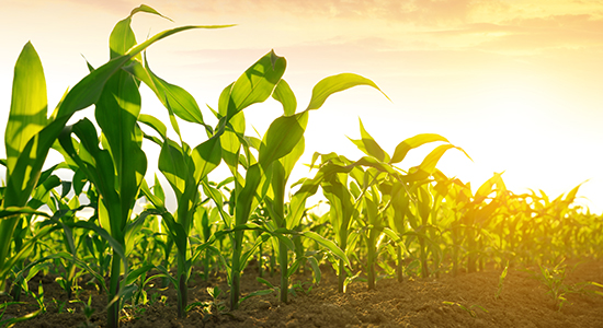 corn field