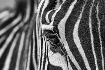 zebra