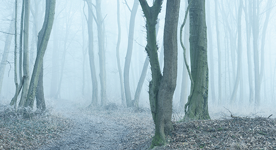 misty forest path